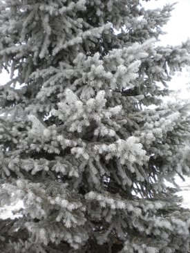 Our beautiful pine tree, covered with a blanket of frost.