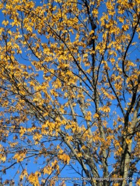 Rusty golden leaves against a bright blue sky.