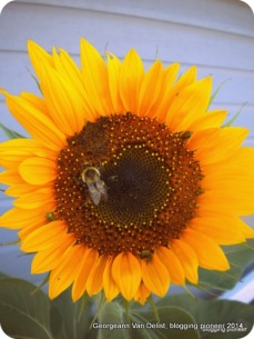 1-Bee